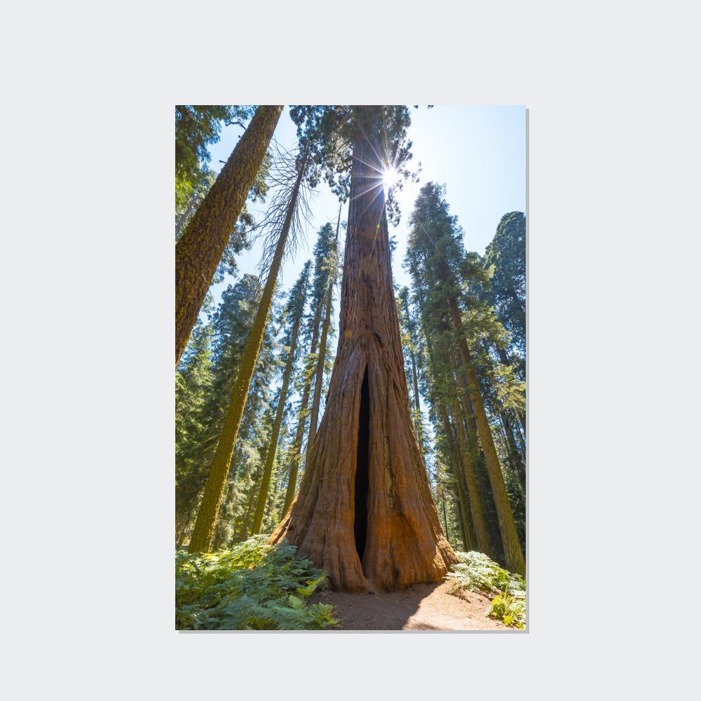 Whispers from the Forest: Redwood Trees