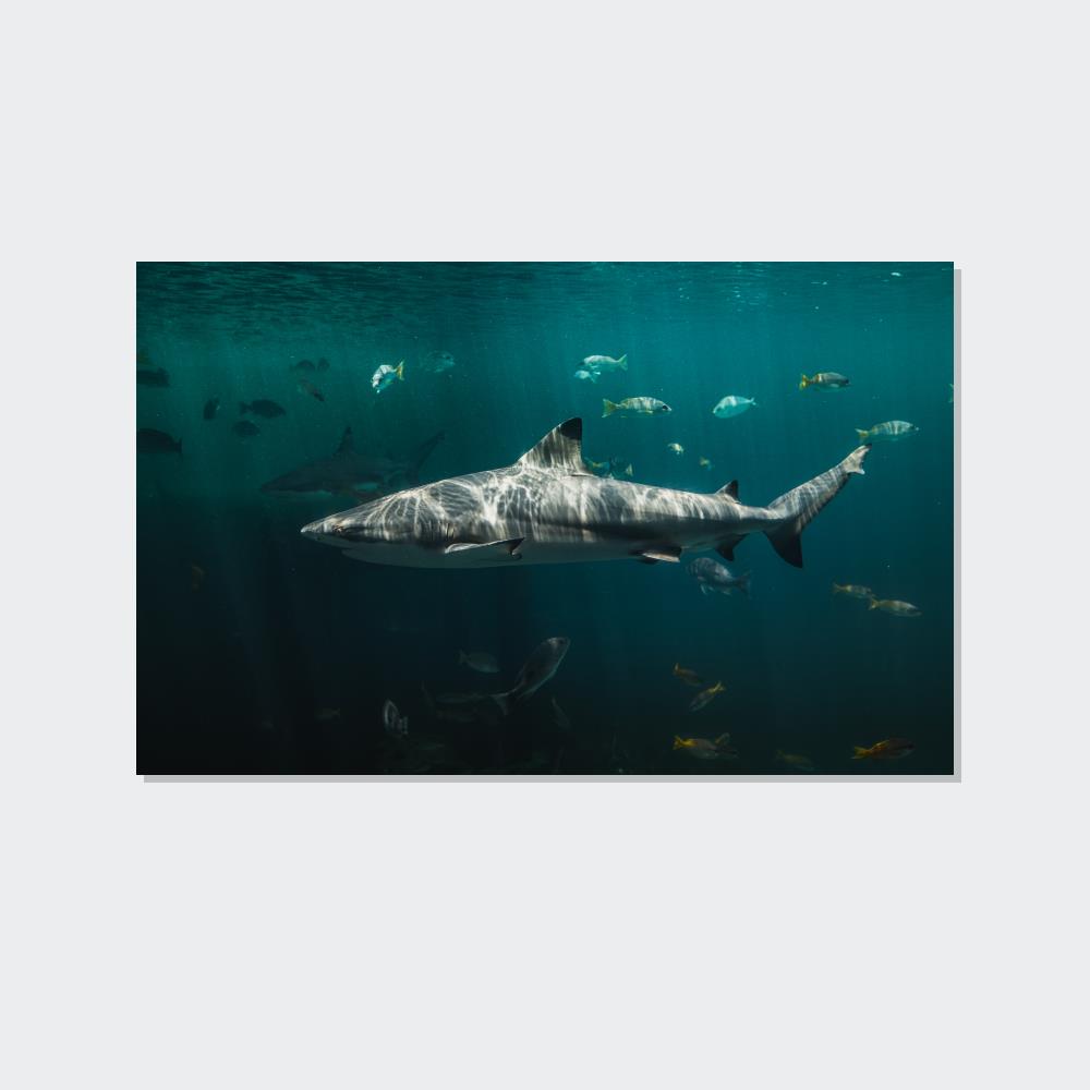 Silent Predators: Sharks' Haunting Canvas