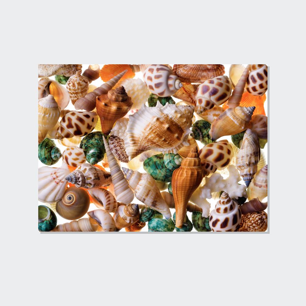 Coastal Treasures: Natural Canvas and Framed Wall Art with Beautiful Seashell Collection