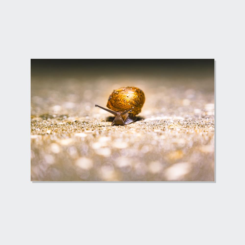 A Slow Journey: Snails on the Move
