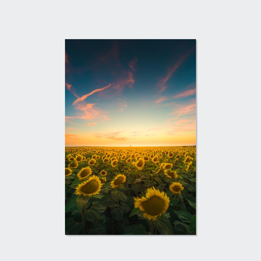Radiant Rays: A Mesmerizing and Luminous Portrait of Sunflowers' Glory