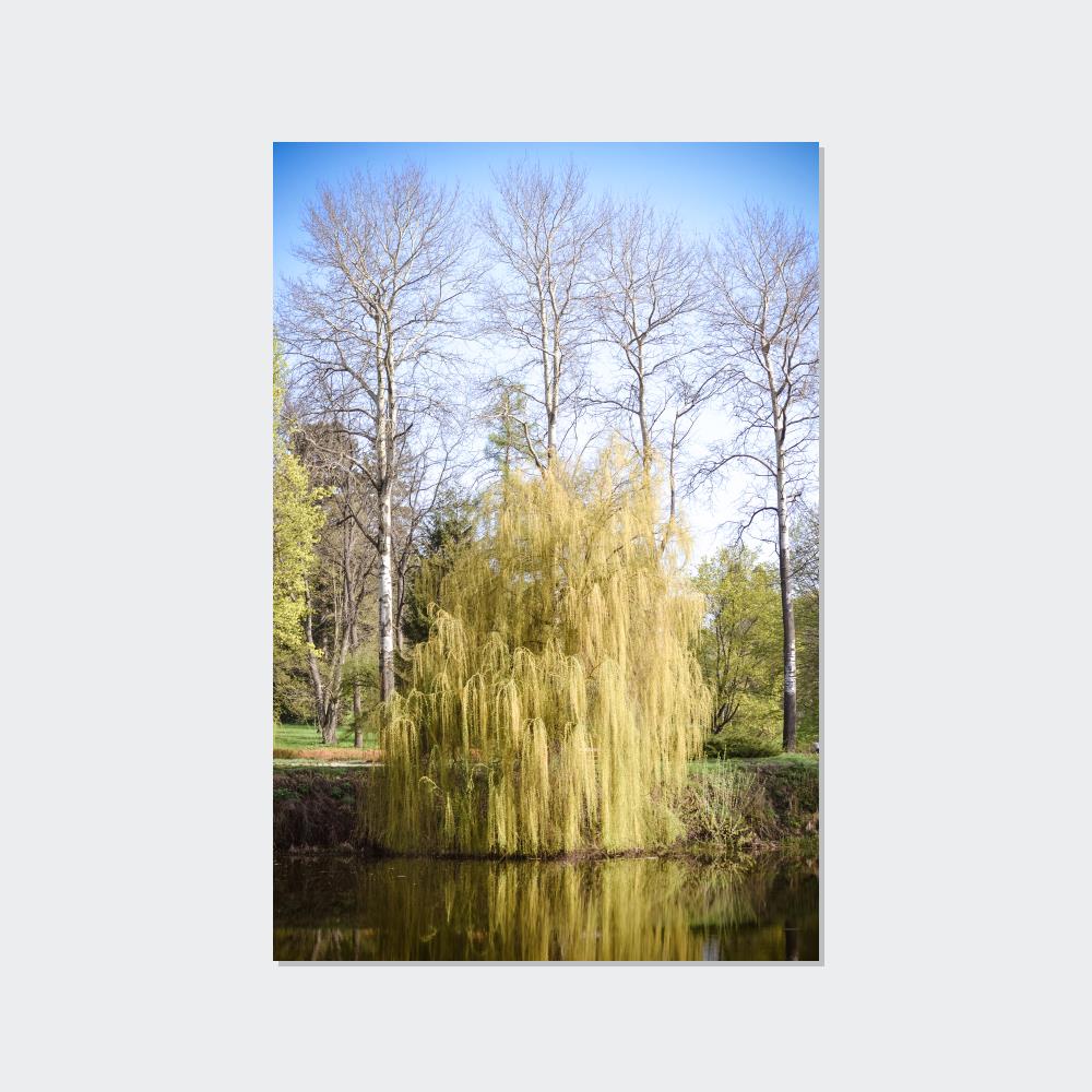Whispers of the Willow: A Peaceful Retreat