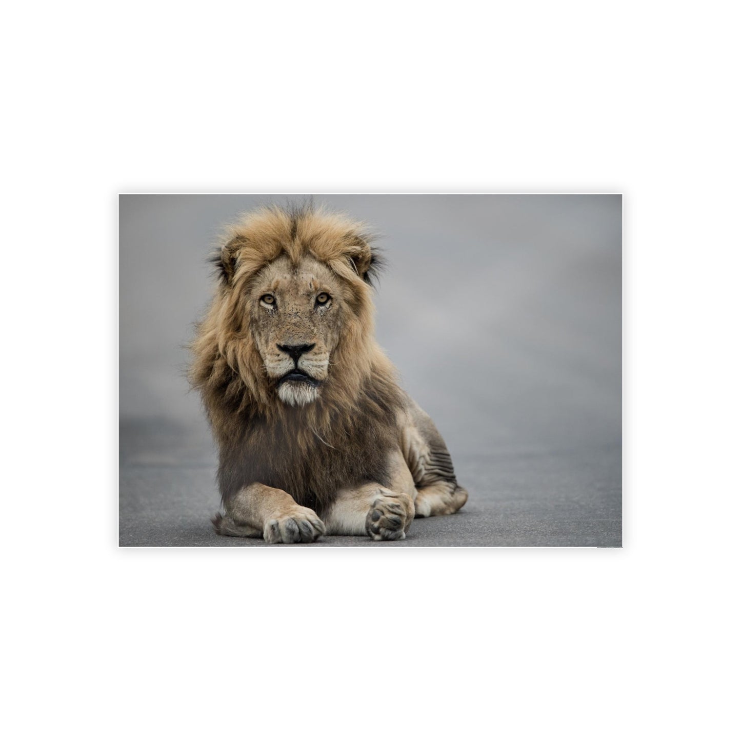 The Mighty Lion: Natural Canvas Print of the African Predator