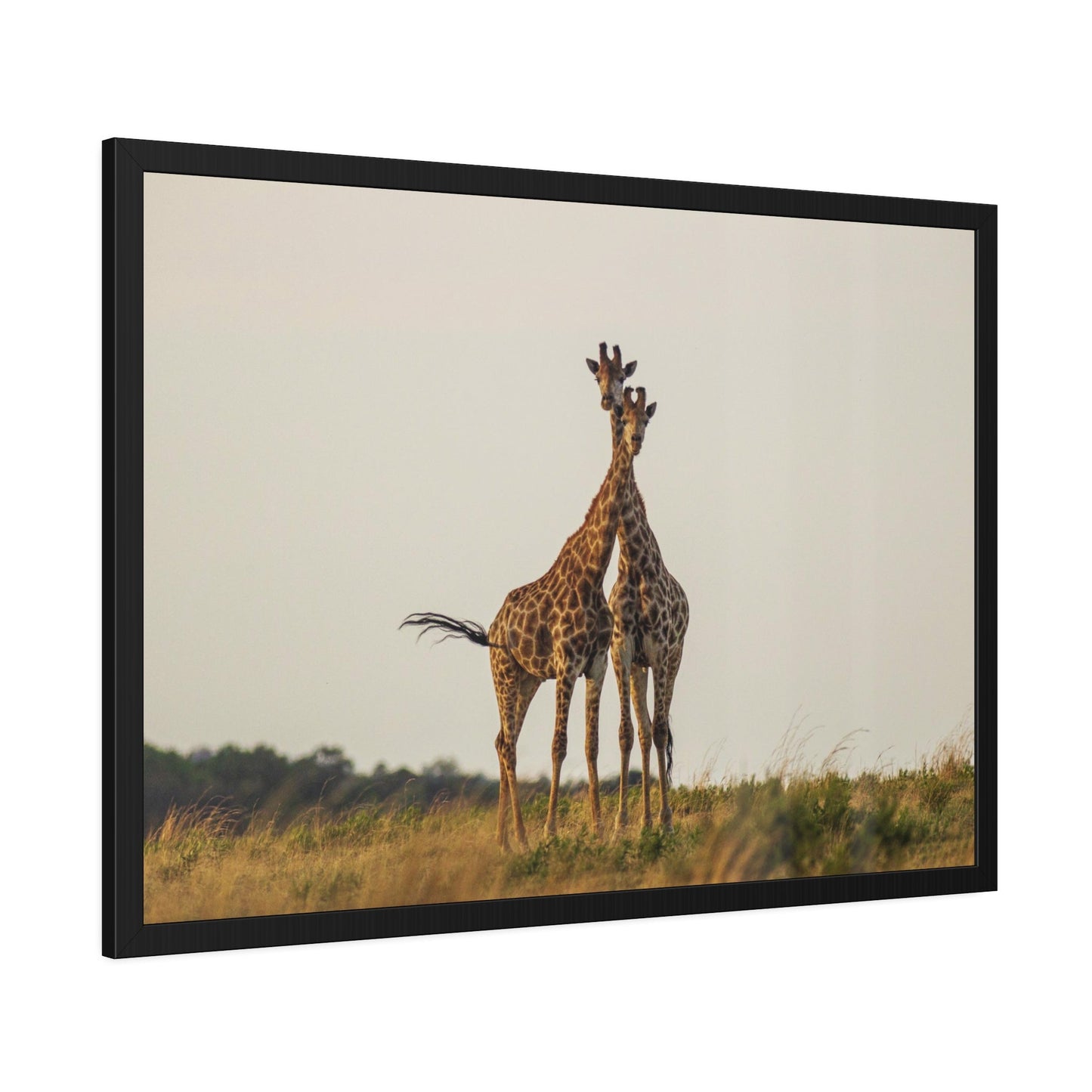 Giraffes in the Wild: Stunning Natural Canvas Print of Majestic Animals
