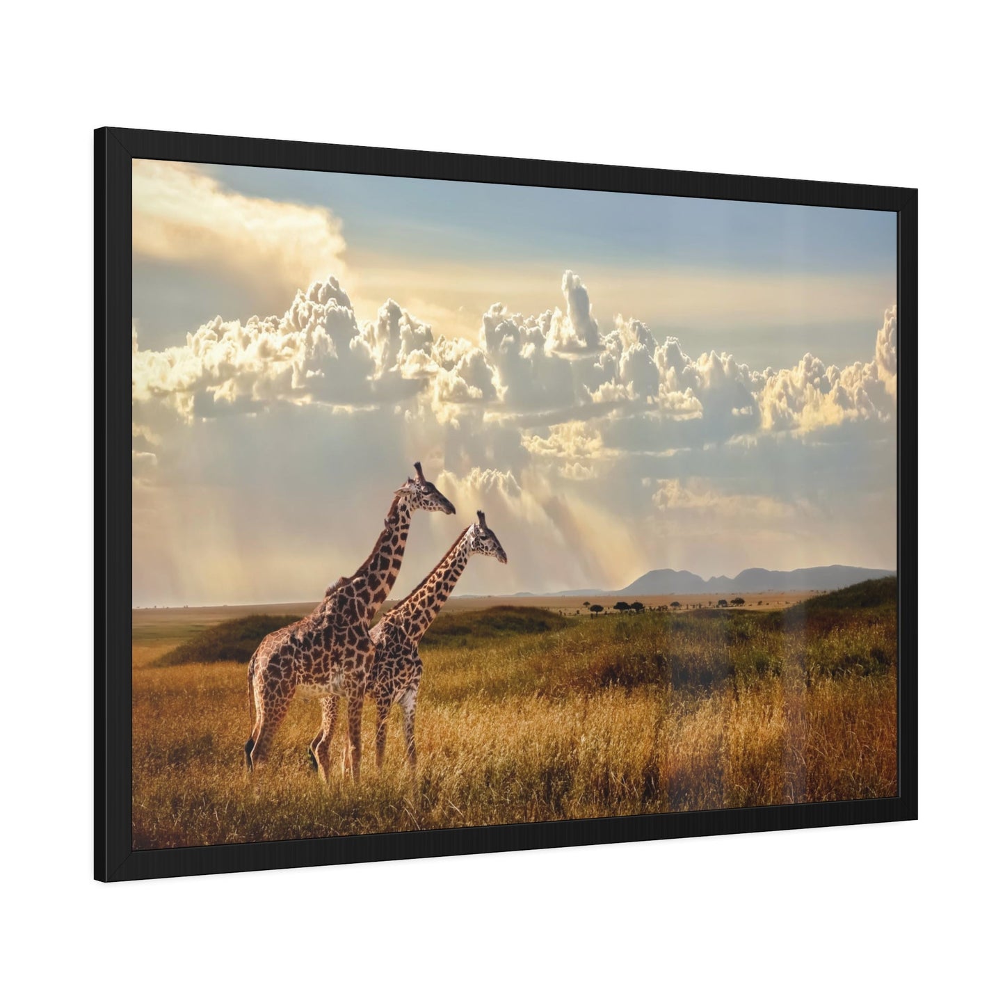 Graceful Giants: Striking Print on Canvas of Giraffes in Motion