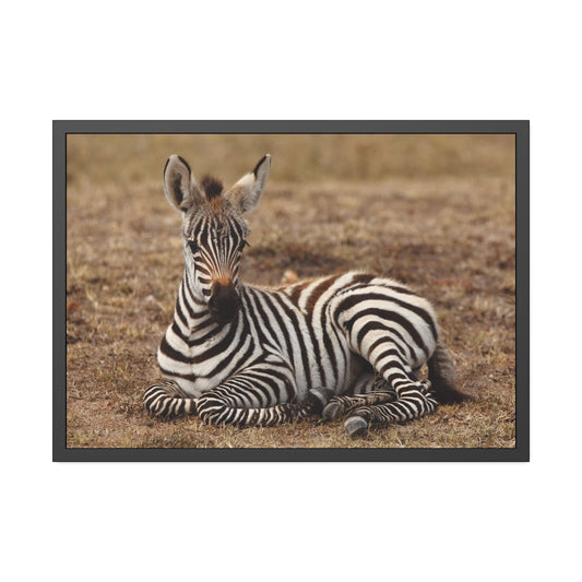 Zebra Beauty: Canvas Wall Art of Majestic Zebra for Nature Enthusiasts