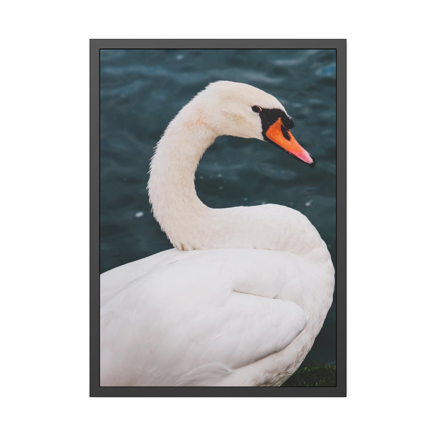 The Calm of Nature: Natural Canvas Print of Swan in a Serene Landscape