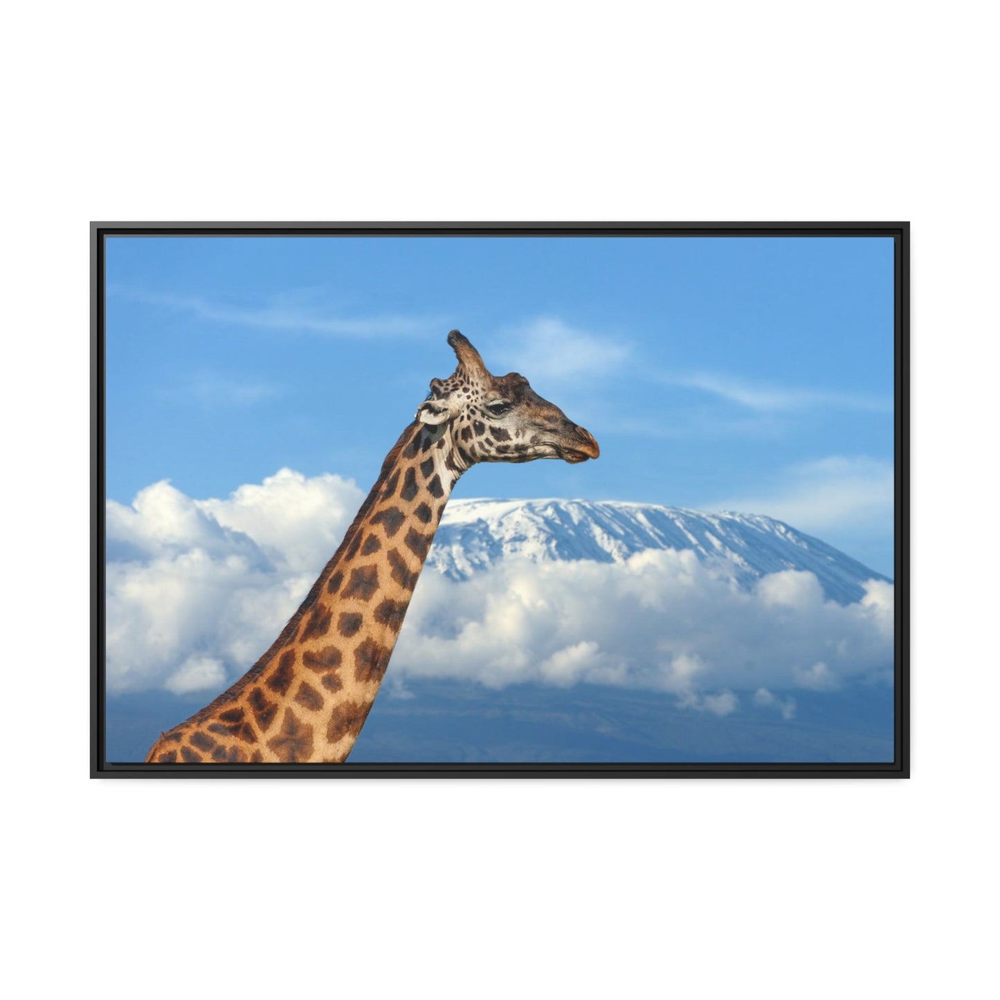 Giraffe Journey: Inspiring Art on a Framed Canvas or Poster