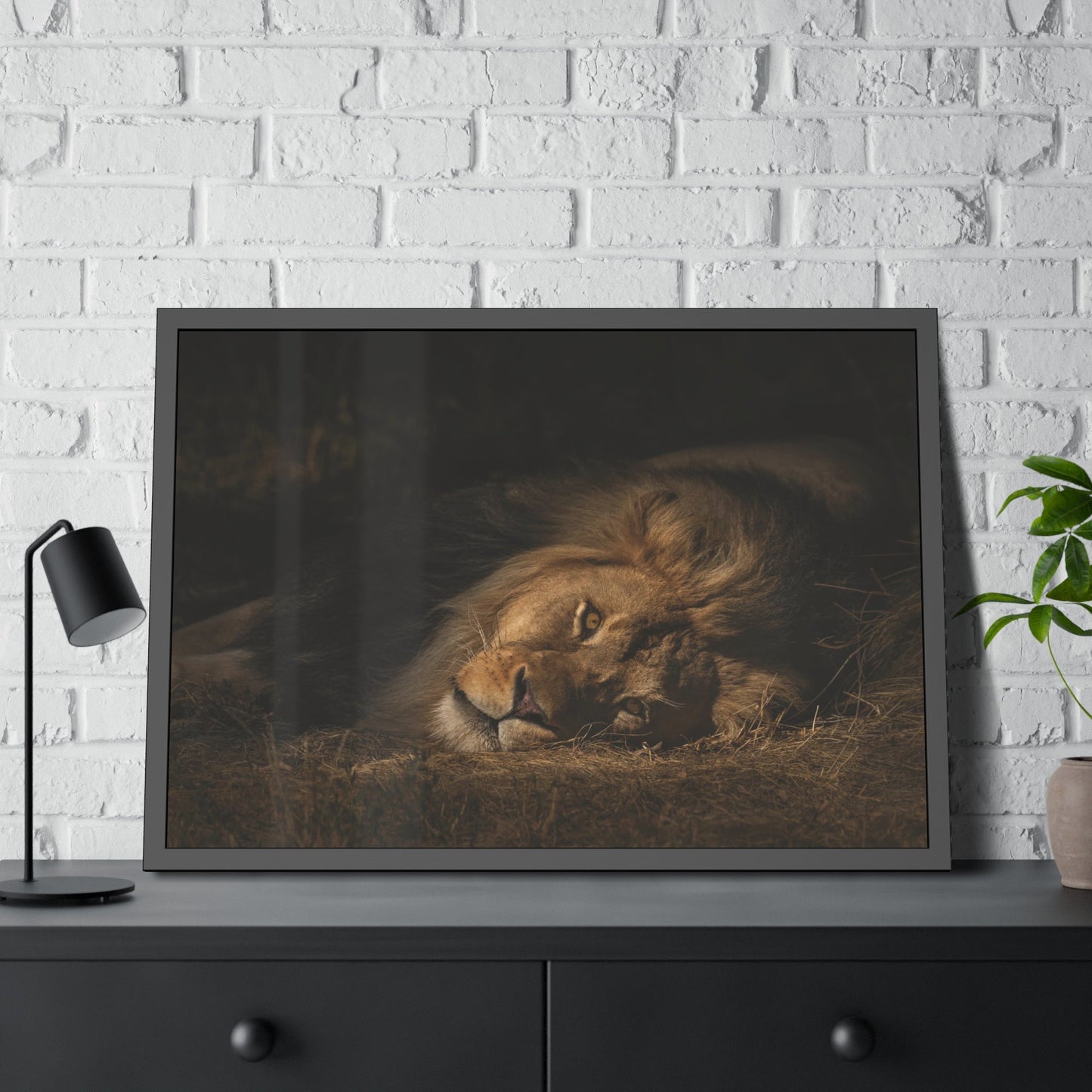 Lion's Lair: Natural Canvas Print of the King of the Jungle