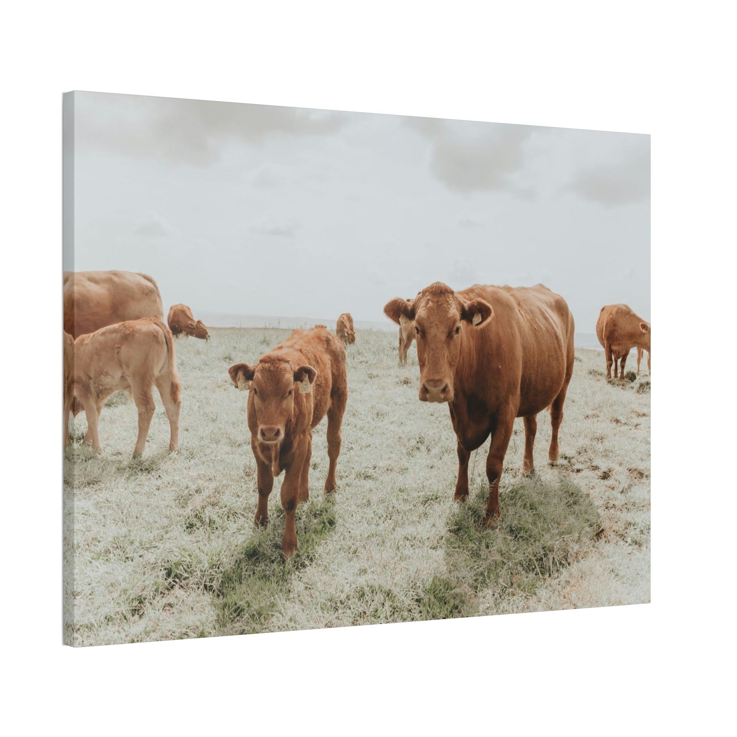 Peaceful Pasture: Framed Canvas & Posters Print of Cow Grazing