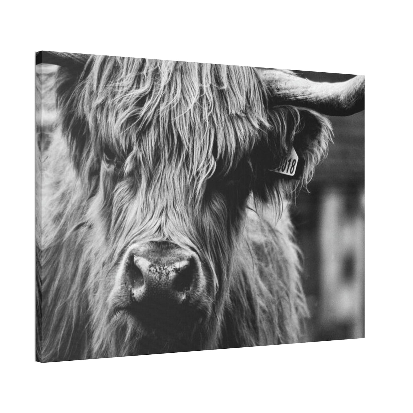 Rustic Highland Cow: Vintage Wall Art