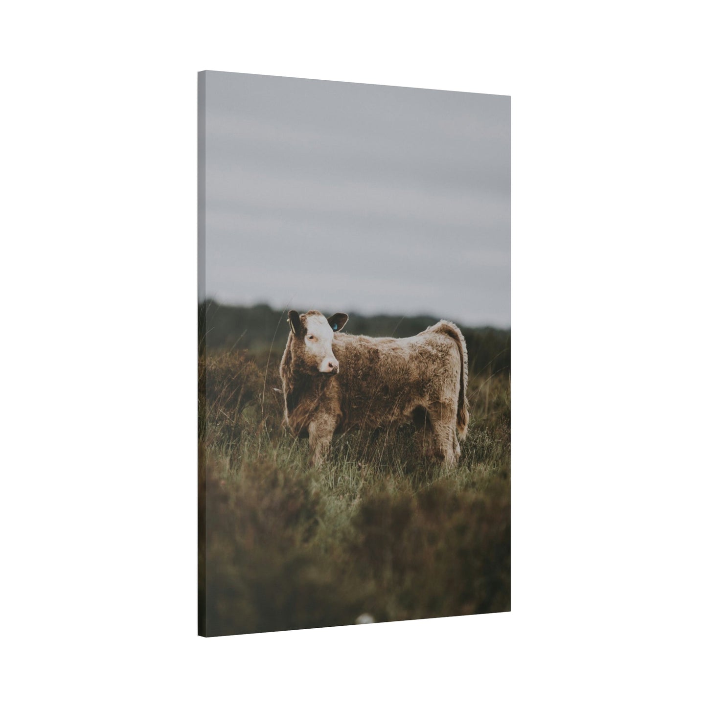 Cow Portrait: Wall Art Poster & Canvas of a Beautiful Bovine