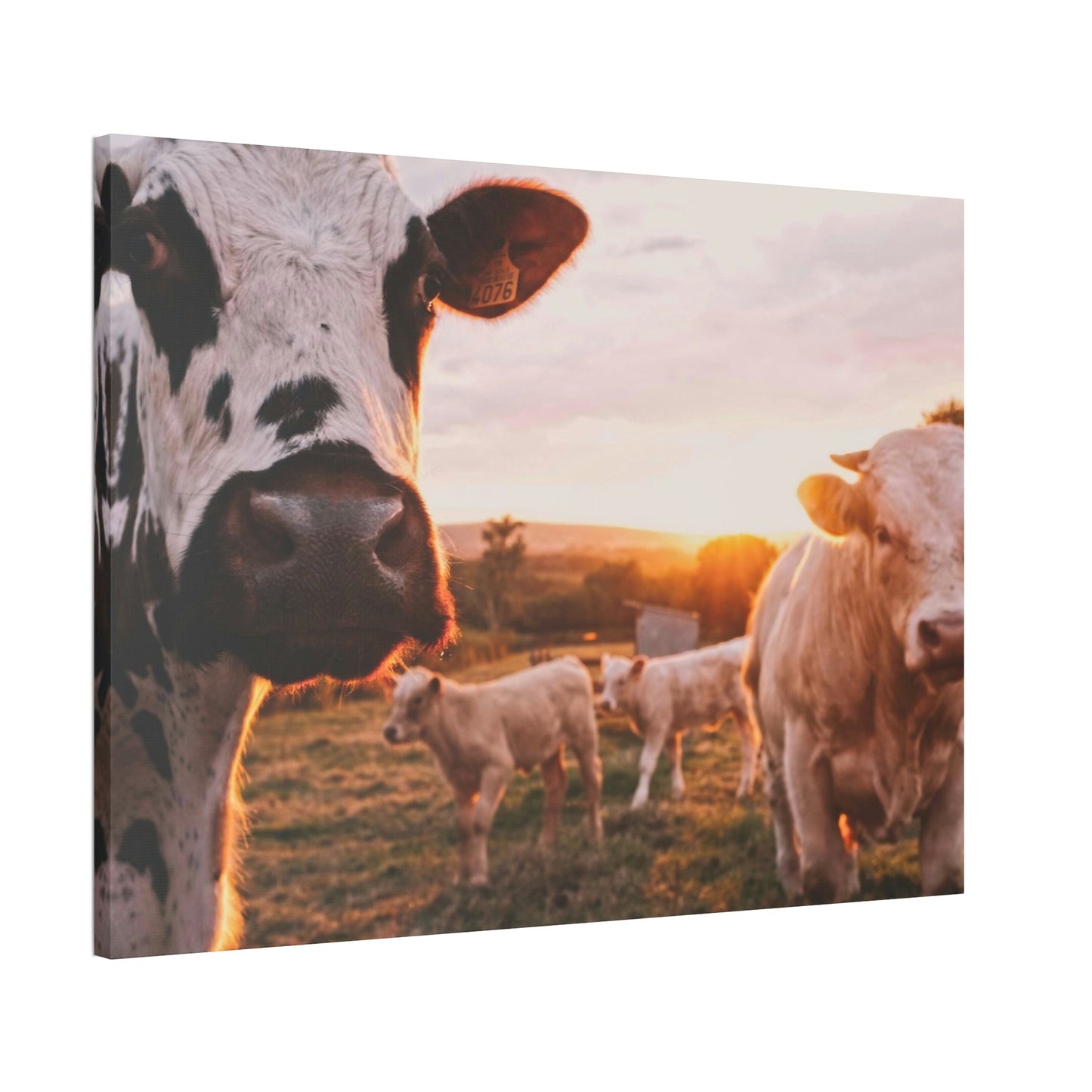 The Grazing Herd: Natural Canvas Print of Cows in the Field