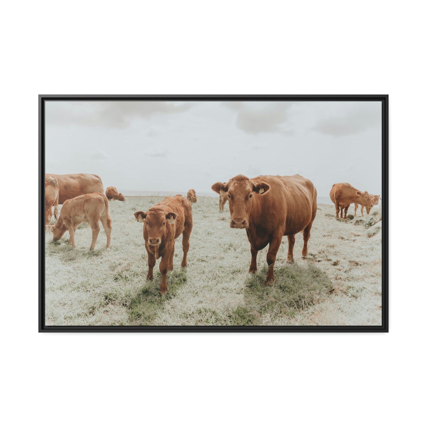 Peaceful Pasture: Framed Canvas & Posters Print of Cow Grazing