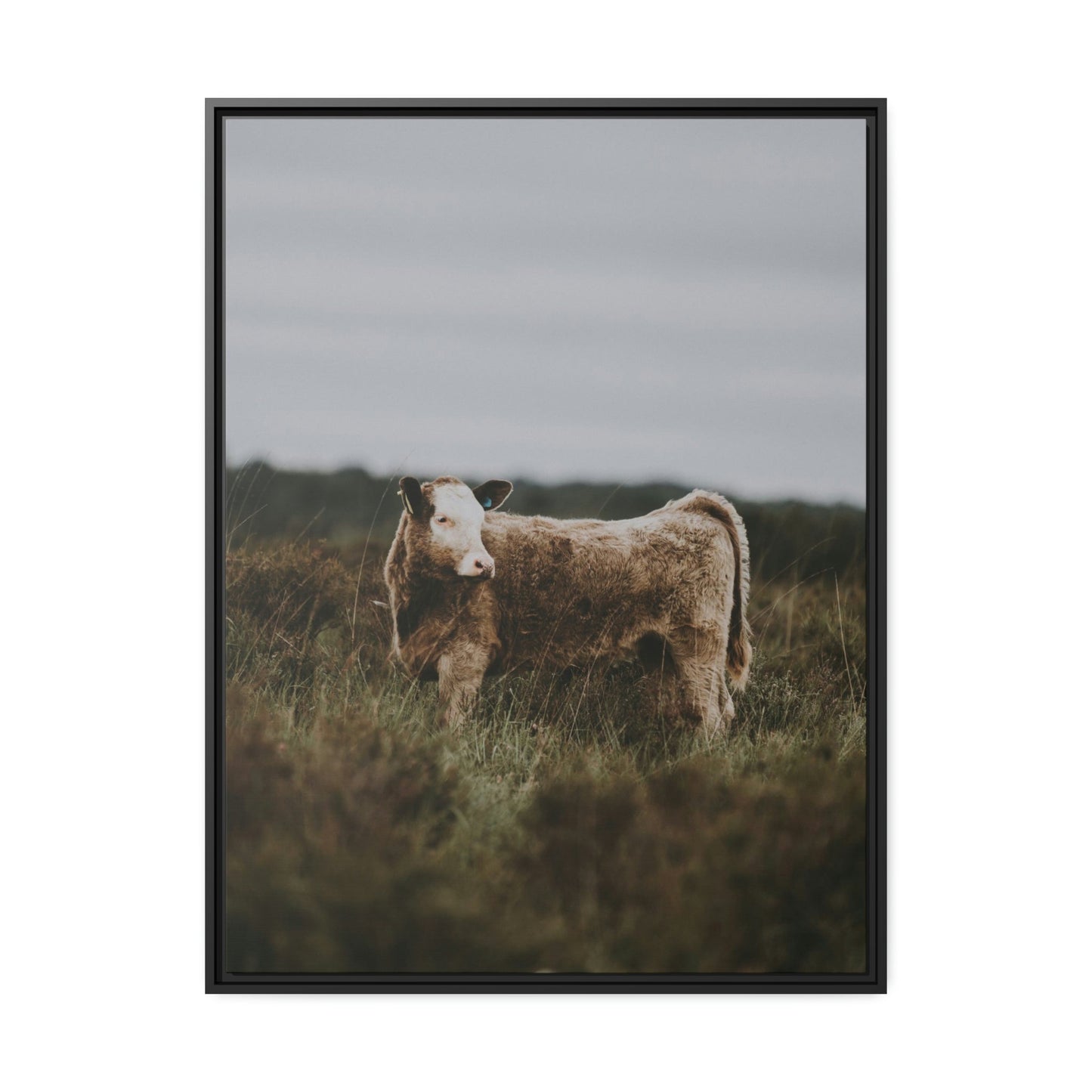 Cow Portrait: Wall Art Poster & Canvas of a Beautiful Bovine