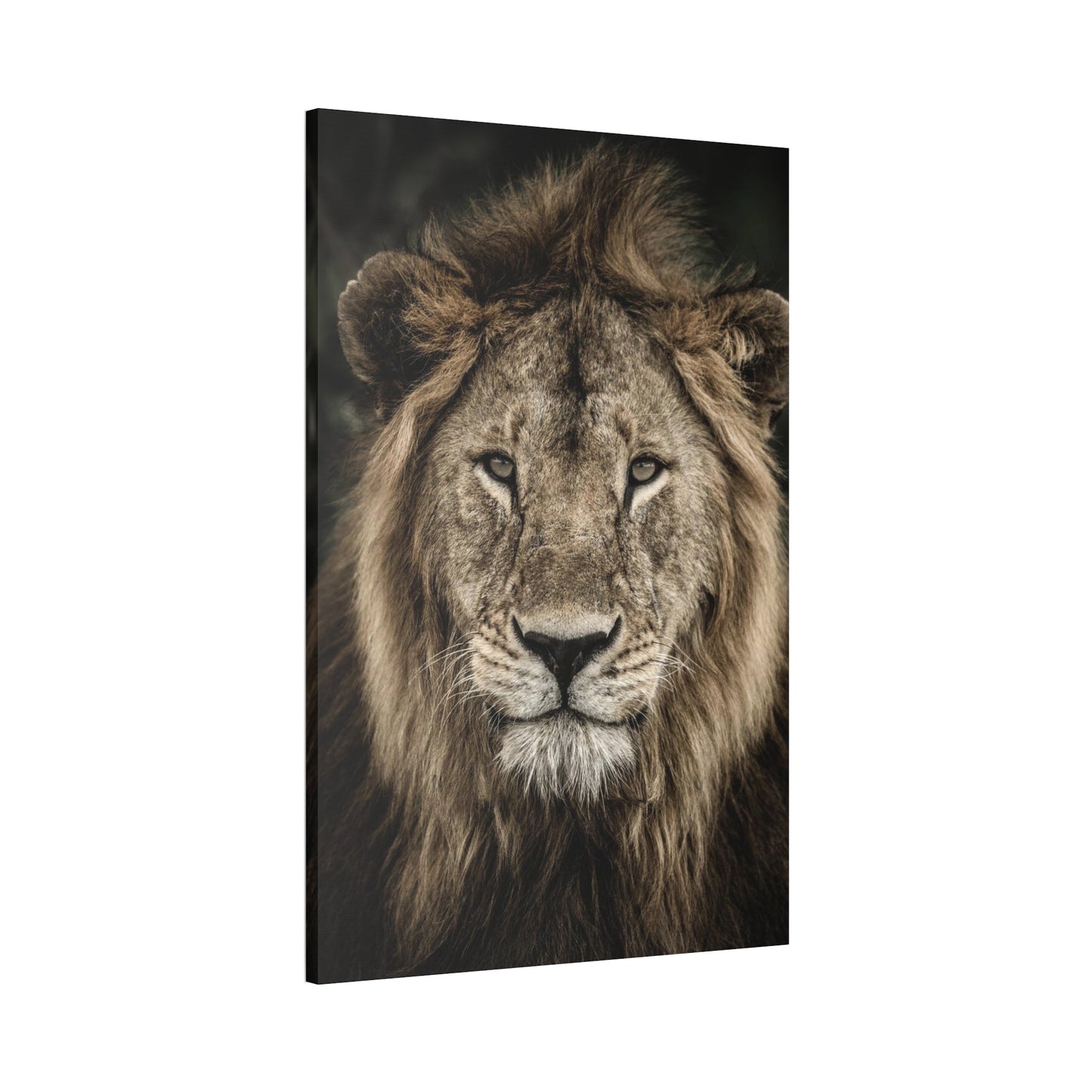 Lion's Strength: Canvas Print of the Fierce Predator in Action