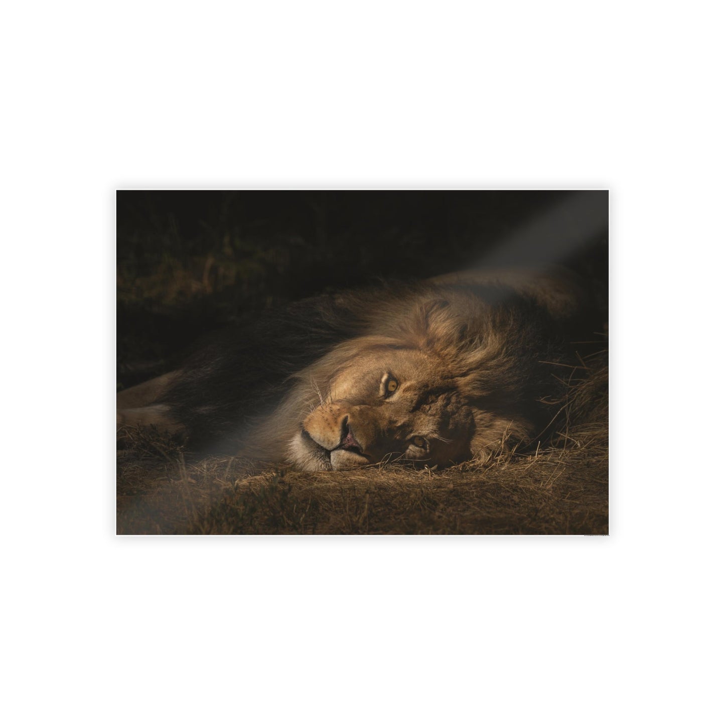 Lion's Lair: Natural Canvas Print of the King of the Jungle