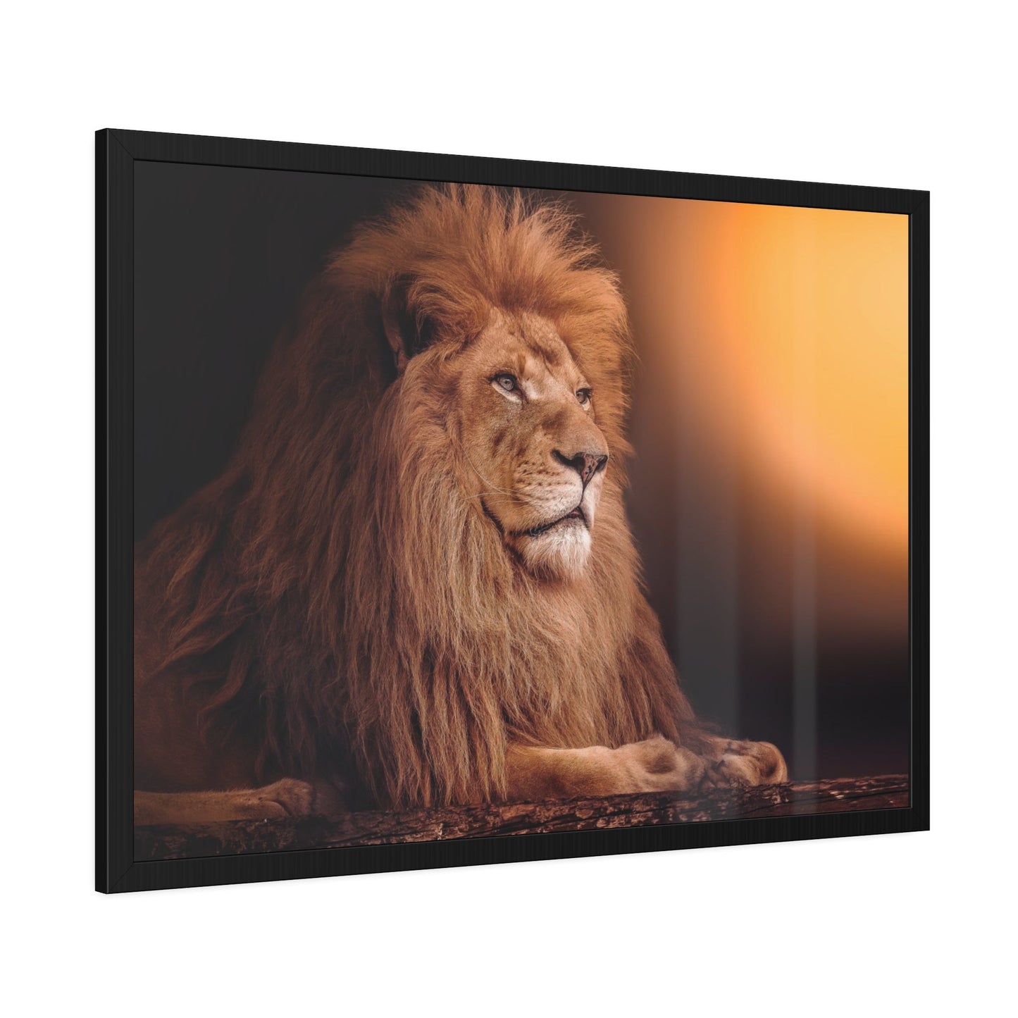 The Lion's Grace: Framed Canvas Print of the Majestic African Mammal