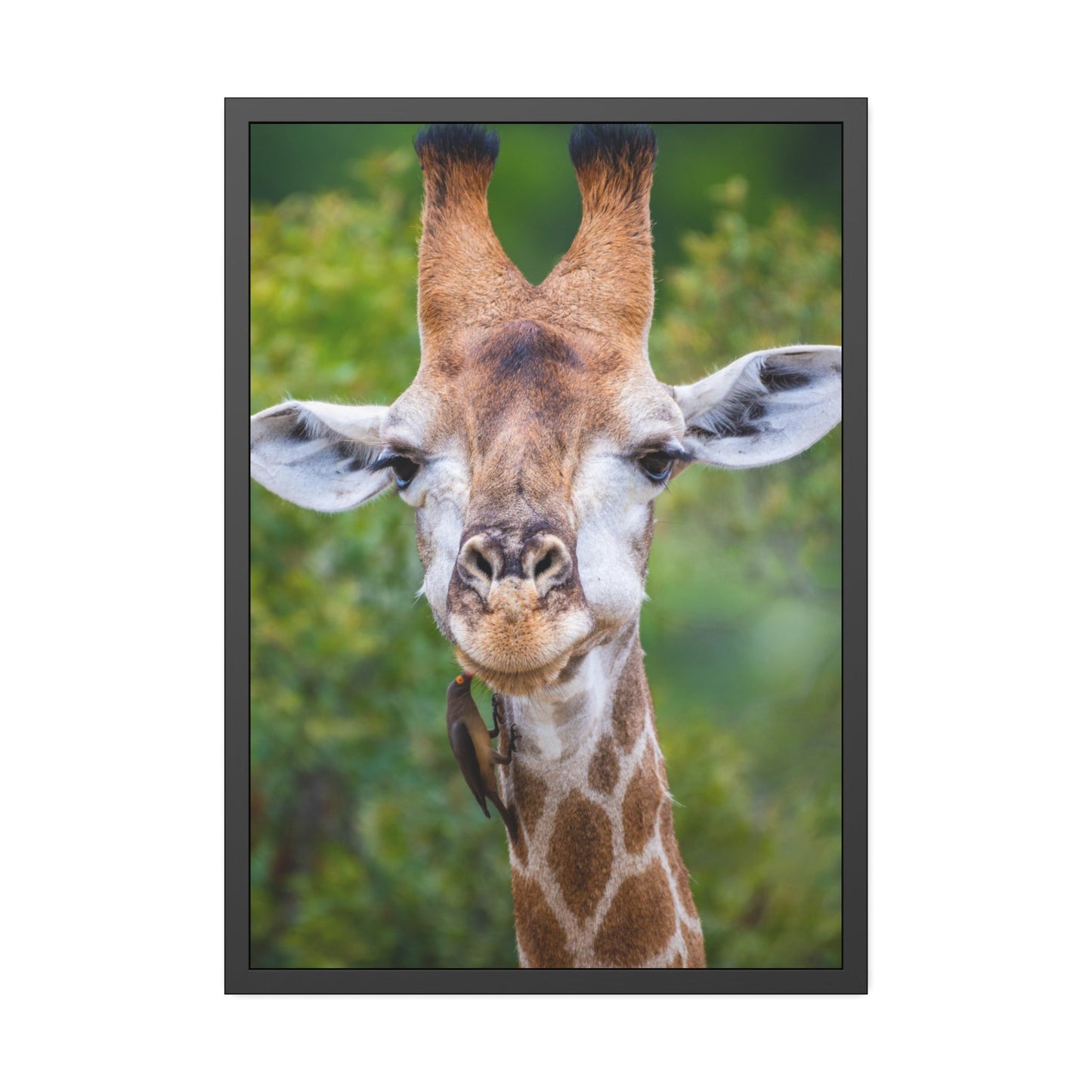 Nature's Masterpiece: A Gorgeous Giraffe on Canvas & Poster