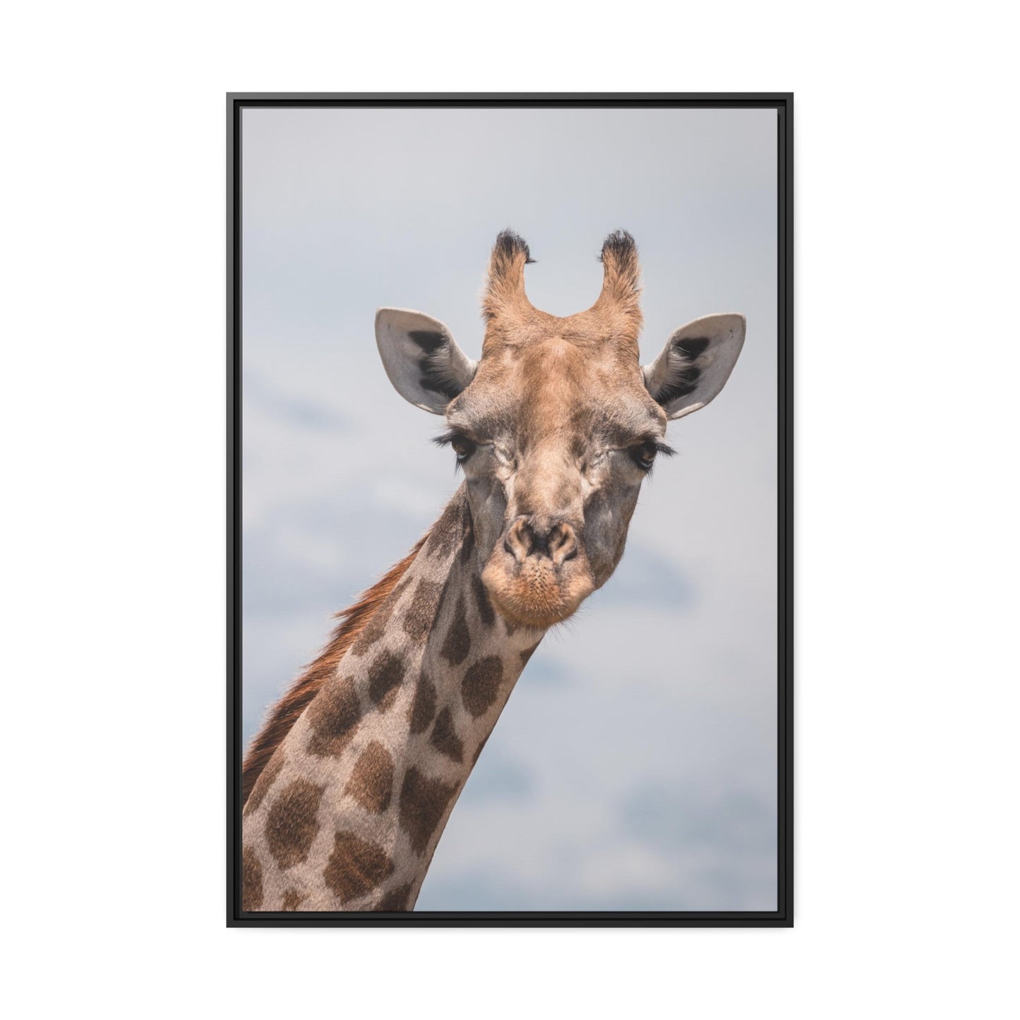 Captivating Creature: A Stunning Giraffe on Canvas & Poster