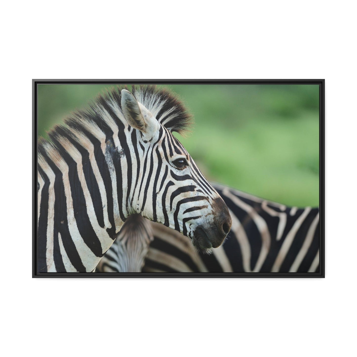 In the Wild: Zebra Canvas & Poster Print for a Natural Look