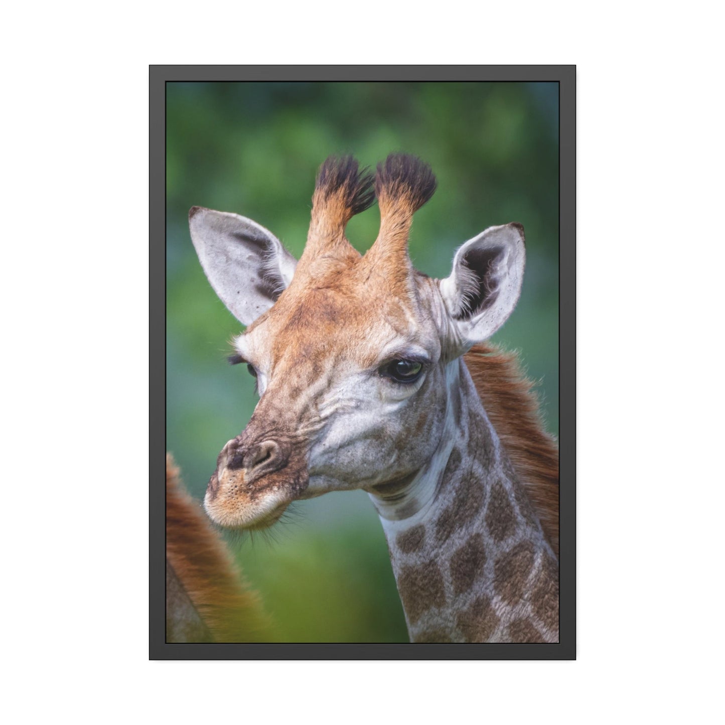 Regal Beauty: A High-Quality Canvas Print of a Giraffe's Elegance