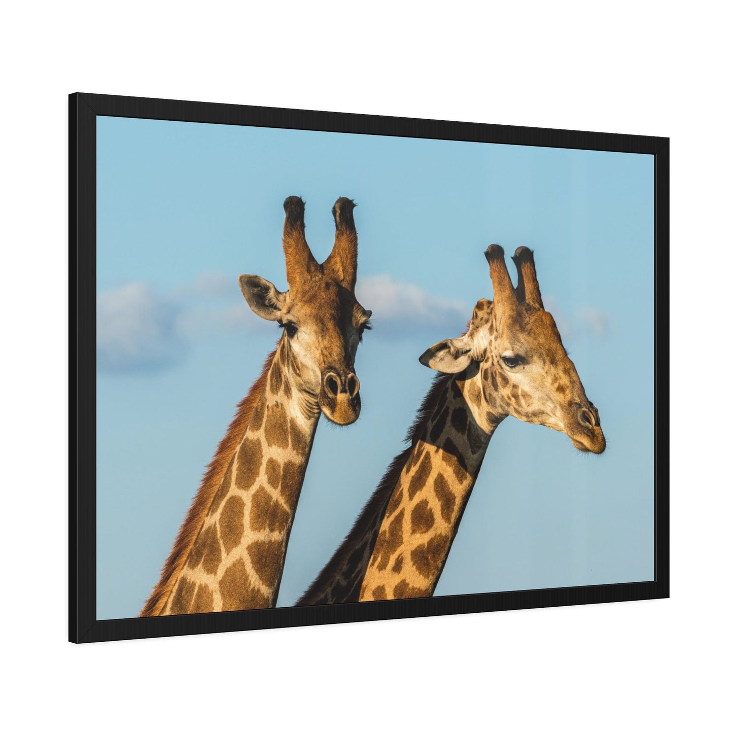 African Adventure: Canvas Wall Art of Giraffes Roaming the Plains