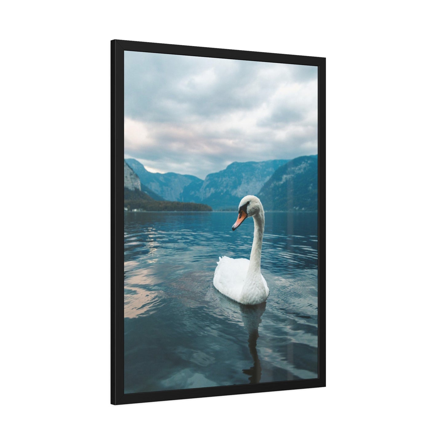 Elegance on the Water: Framed Poster and Print on Canvas Celebrating the Grace of Swan