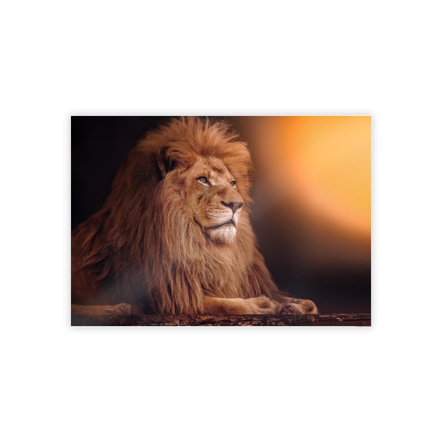 The Lion's Grace: Framed Canvas Print of the Majestic African Mammal