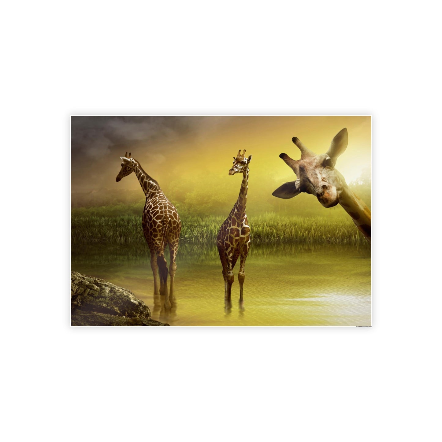 Nature's Gentle Giants: Poster & Canvas of Giraffes in Their Natural Habitat