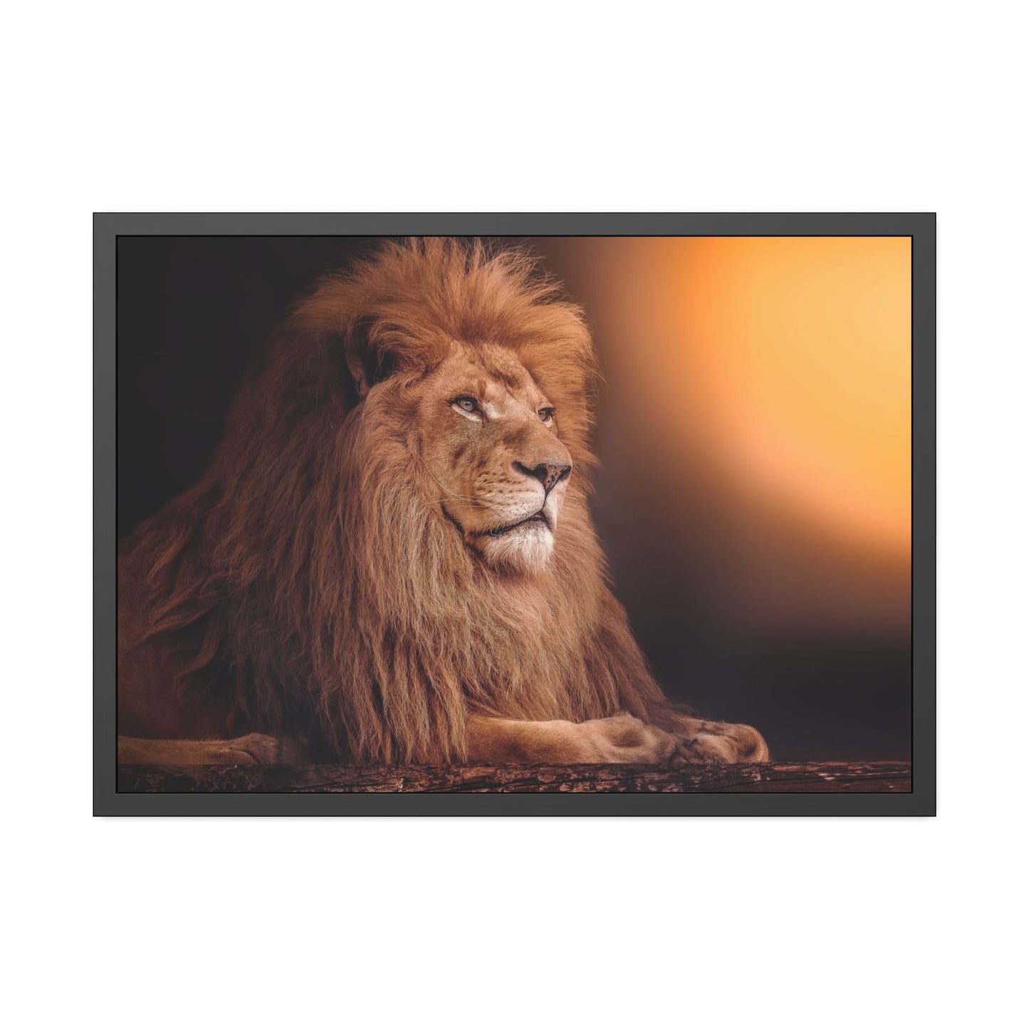 The Lion's Grace: Framed Canvas Print of the Majestic African Mammal