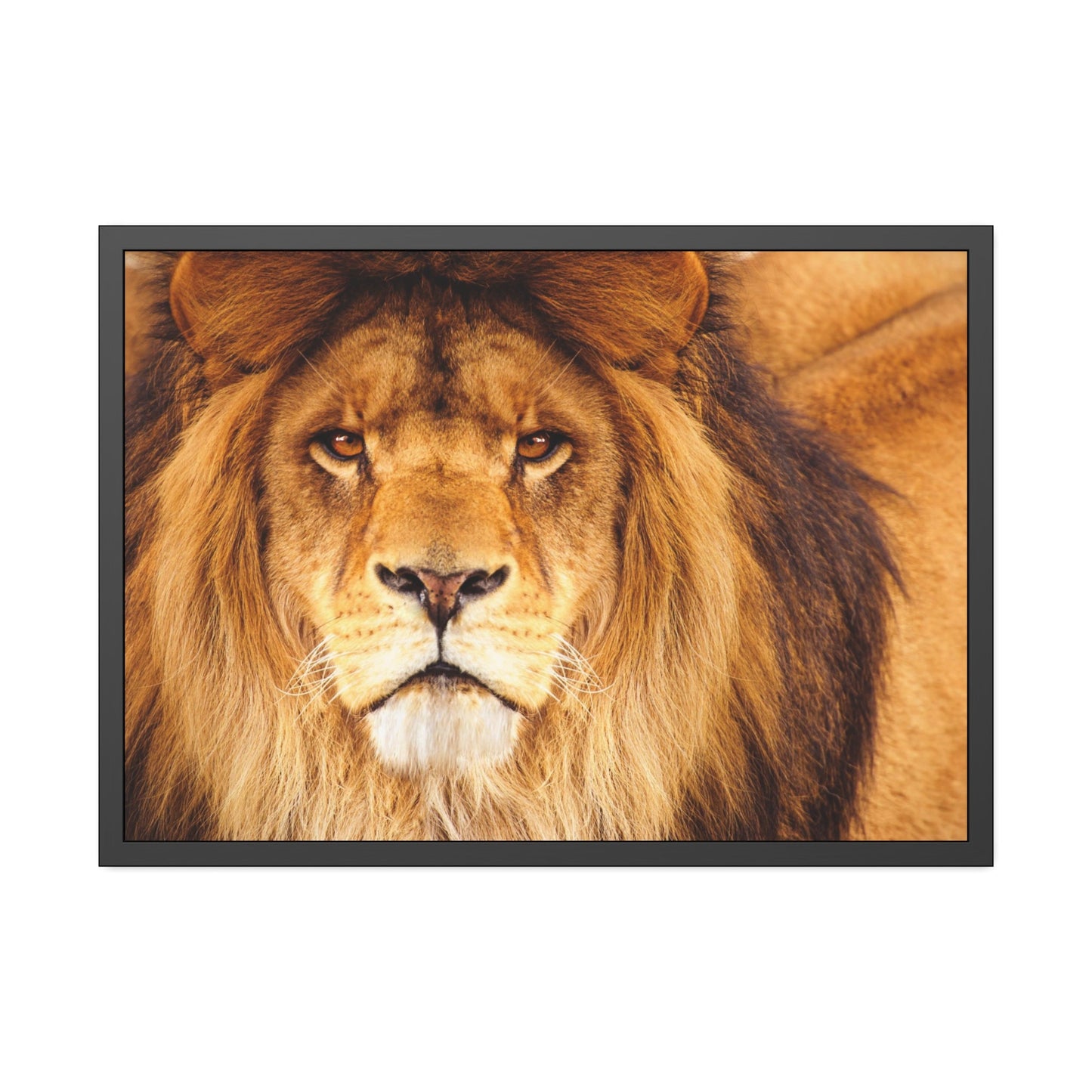 One with the Lion: Framed Poster of a Majestic African Predator