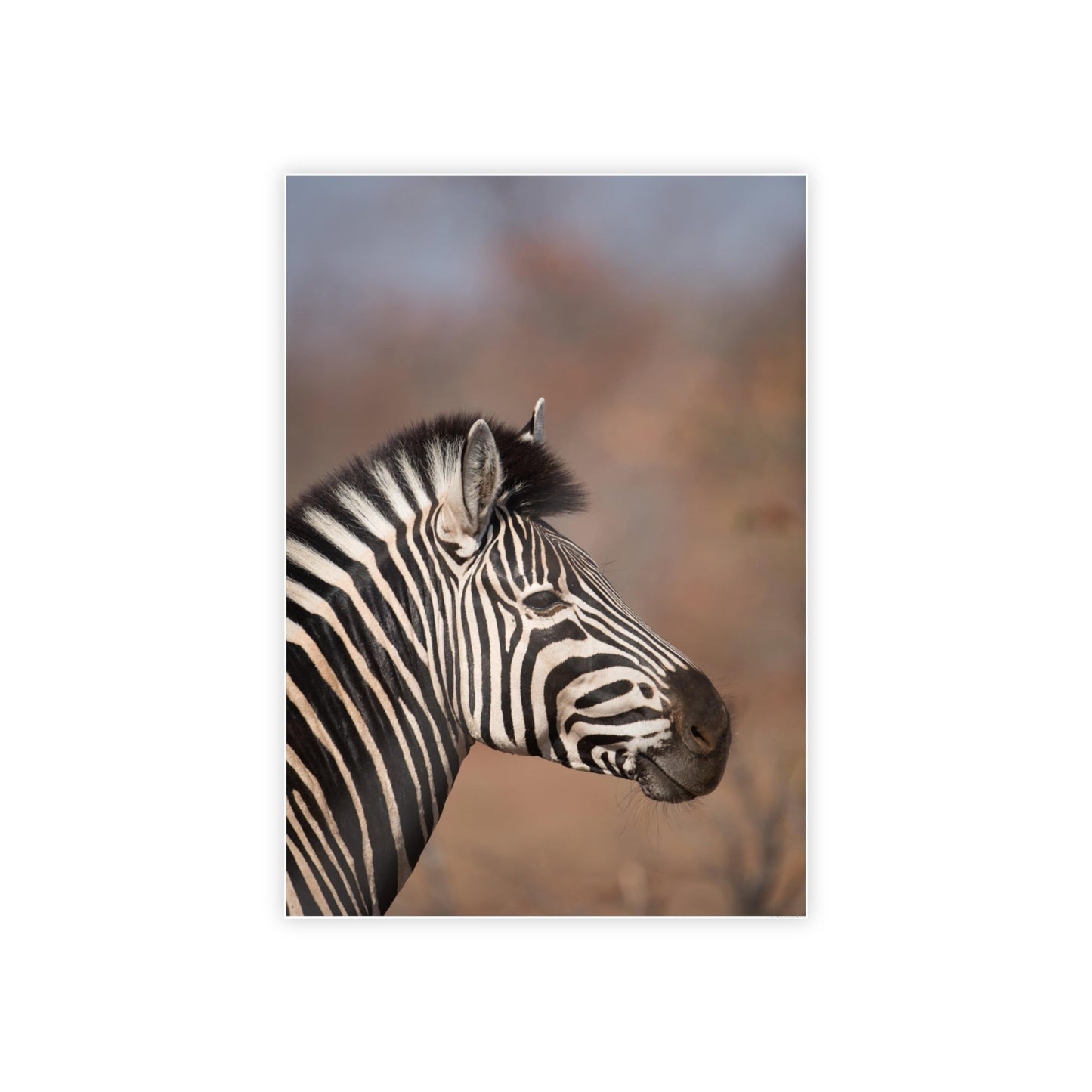 Wild Beauty: Natural Canvas and Framed Poster Featuring a Majestic Zebra