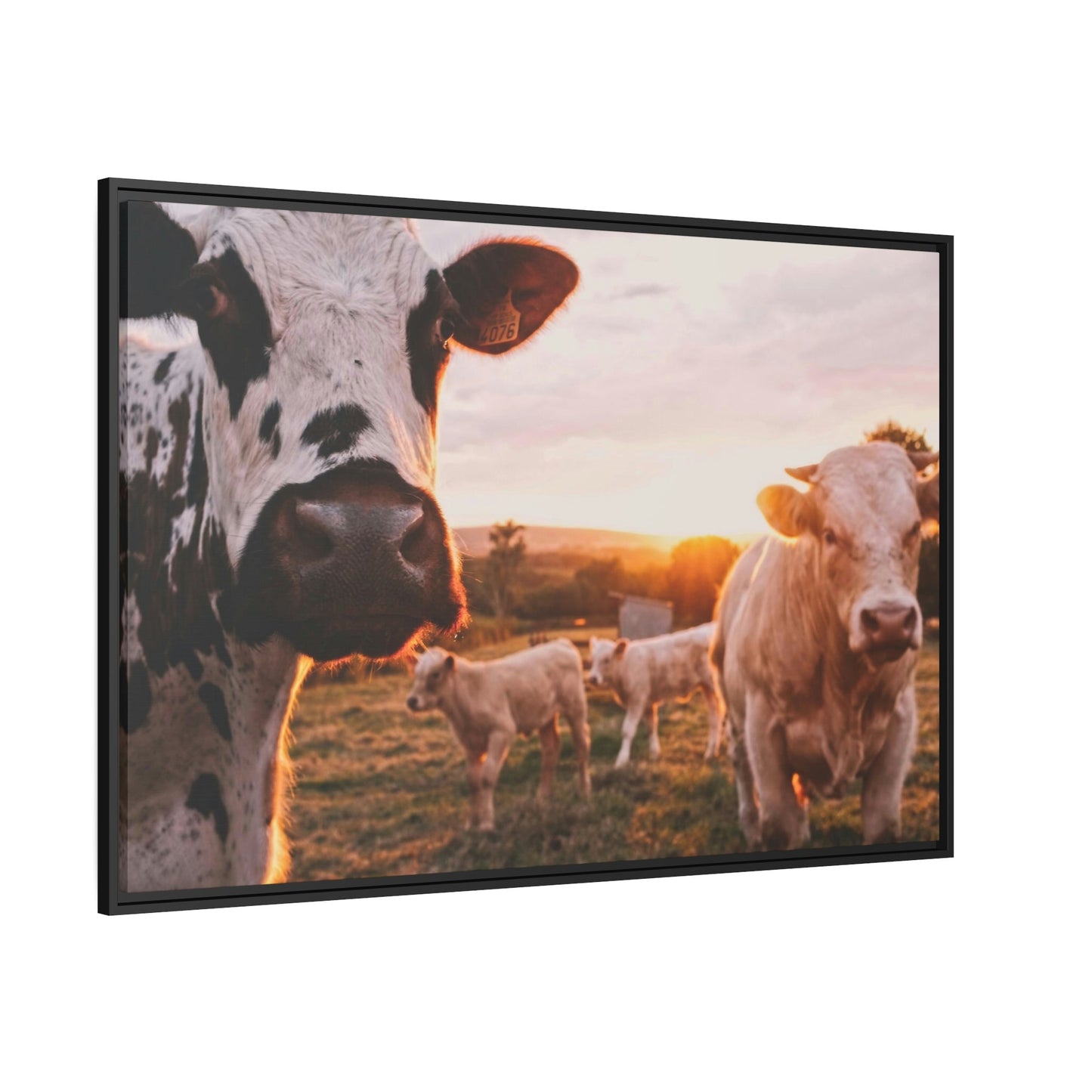 The Grazing Herd: Natural Canvas Print of Cows in the Field