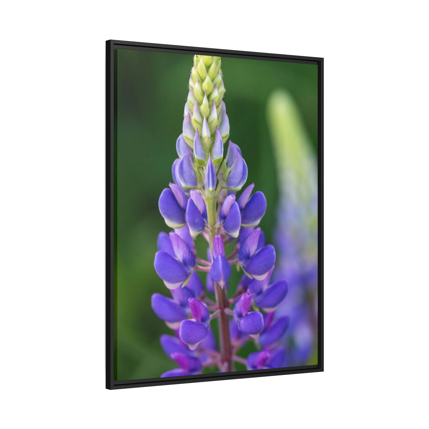 Bluebonnet Garden: Framed Canvas and Print with Stunning Botanical Art