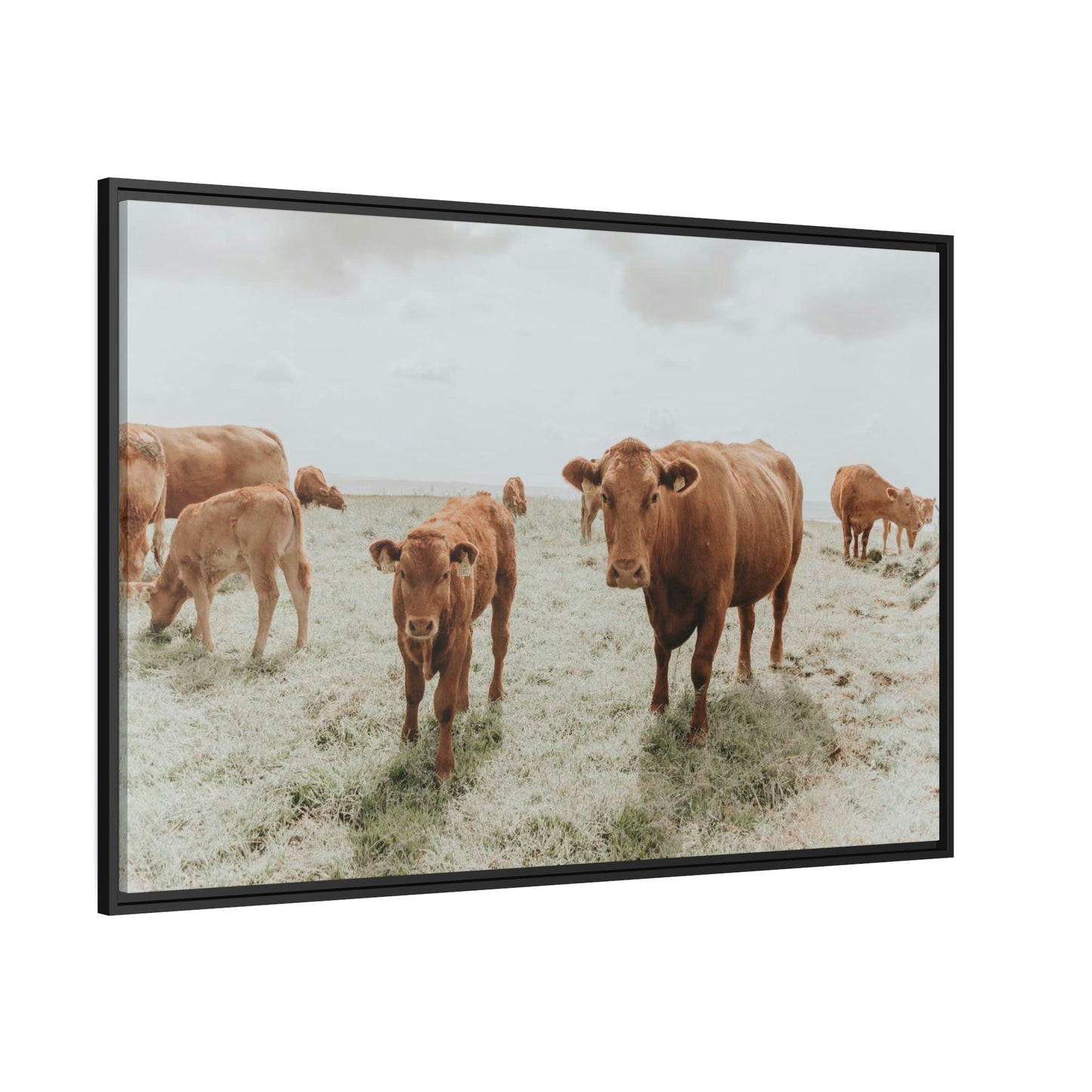 Peaceful Pasture: Framed Canvas & Posters Print of Cow Grazing