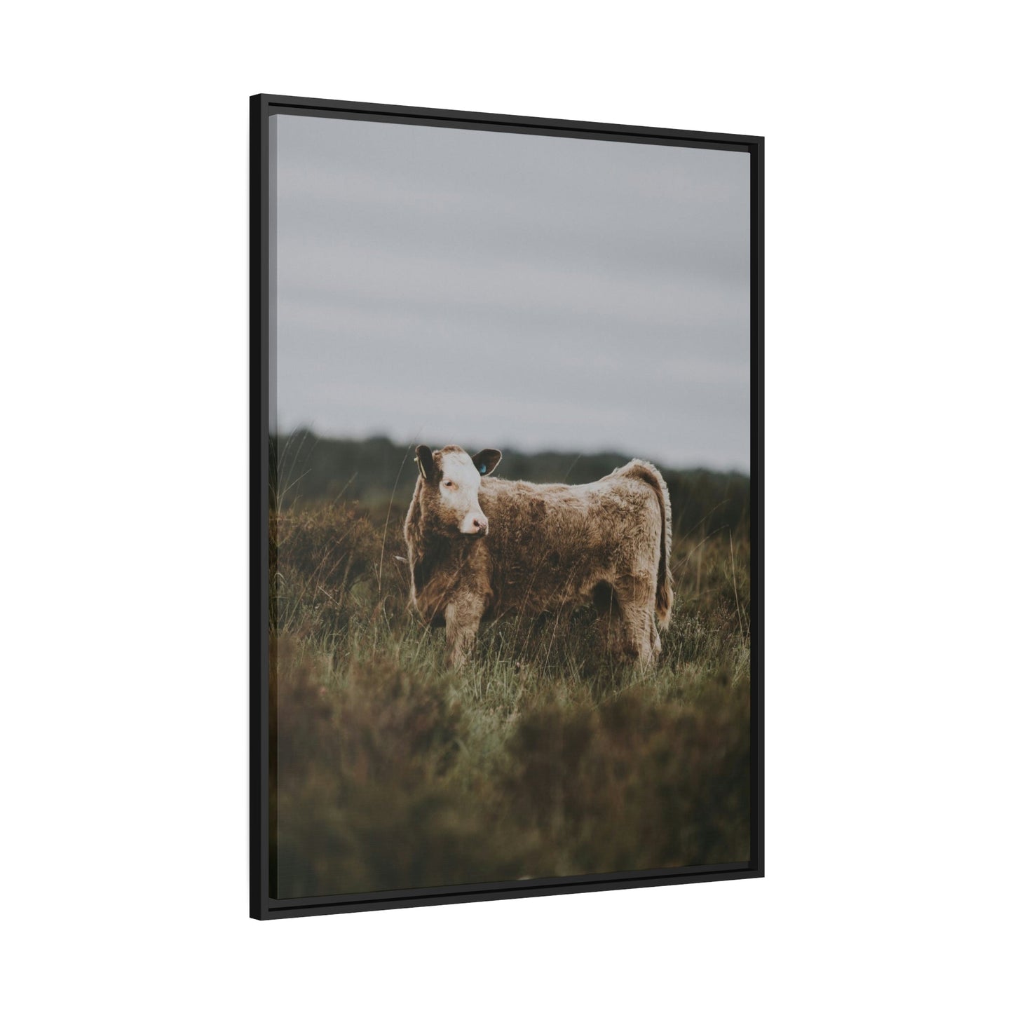 Cow Portrait: Wall Art Poster & Canvas of a Beautiful Bovine