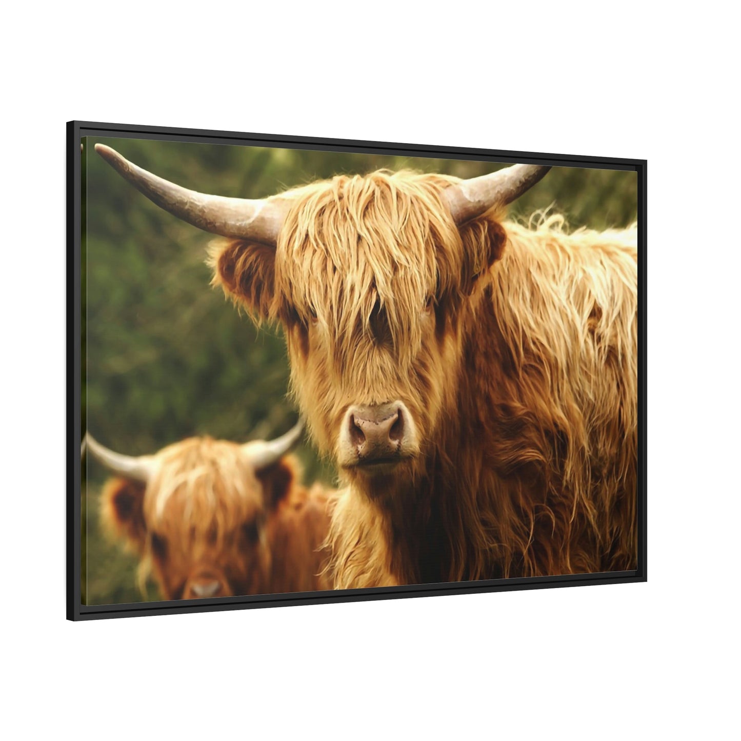 Highland Cow Family Grazing: Poster & Framed Wall Art