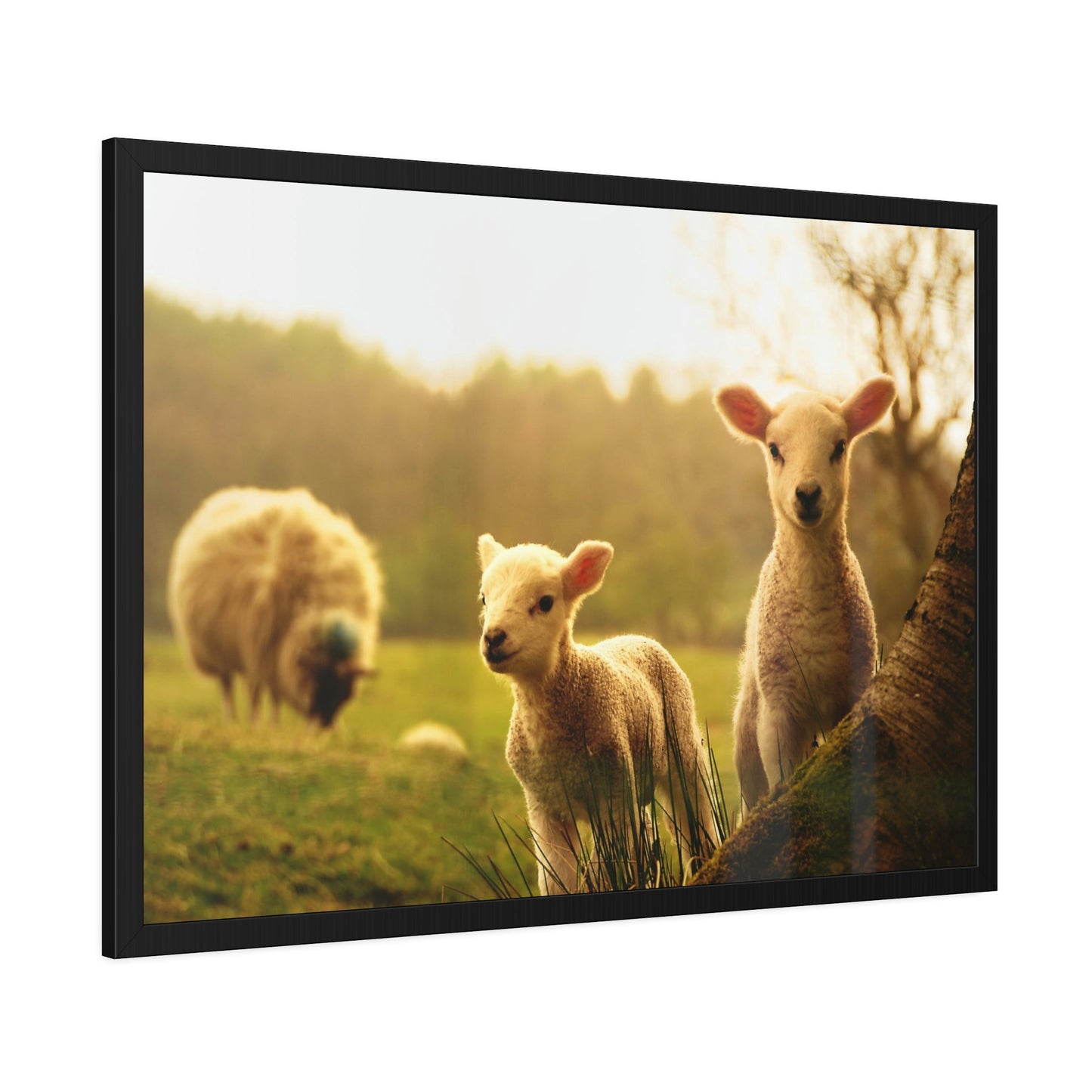 Rustic Charm: Framed Poster & Canvas of Sheep Grazing