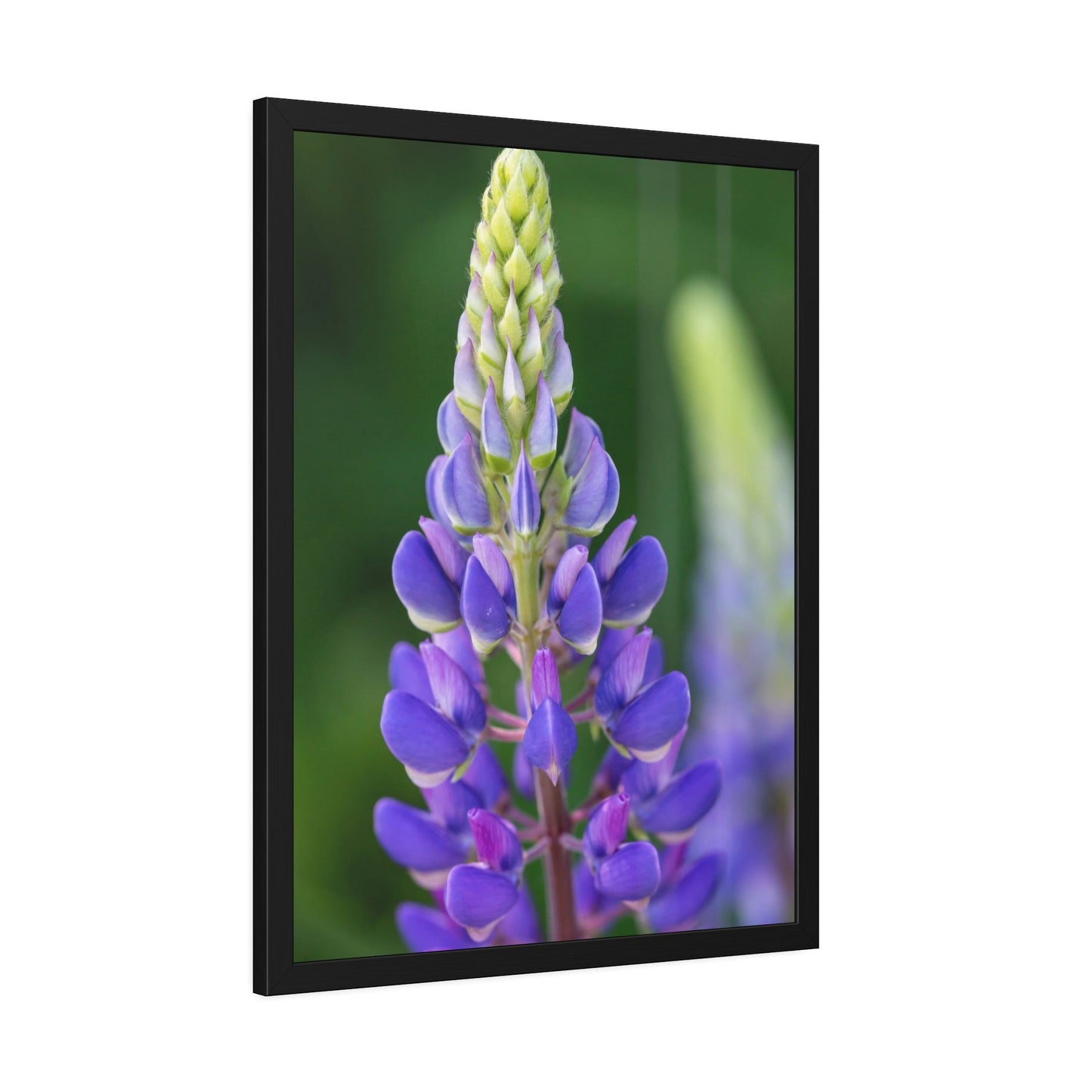 Bluebonnet Garden: Framed Canvas and Print with Stunning Botanical Art