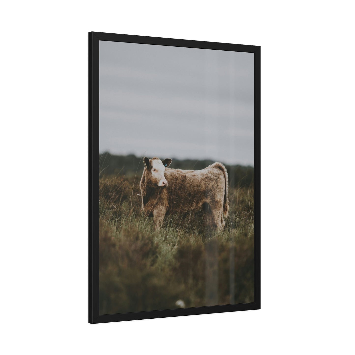 Cow Portrait: Wall Art Poster & Canvas of a Beautiful Bovine