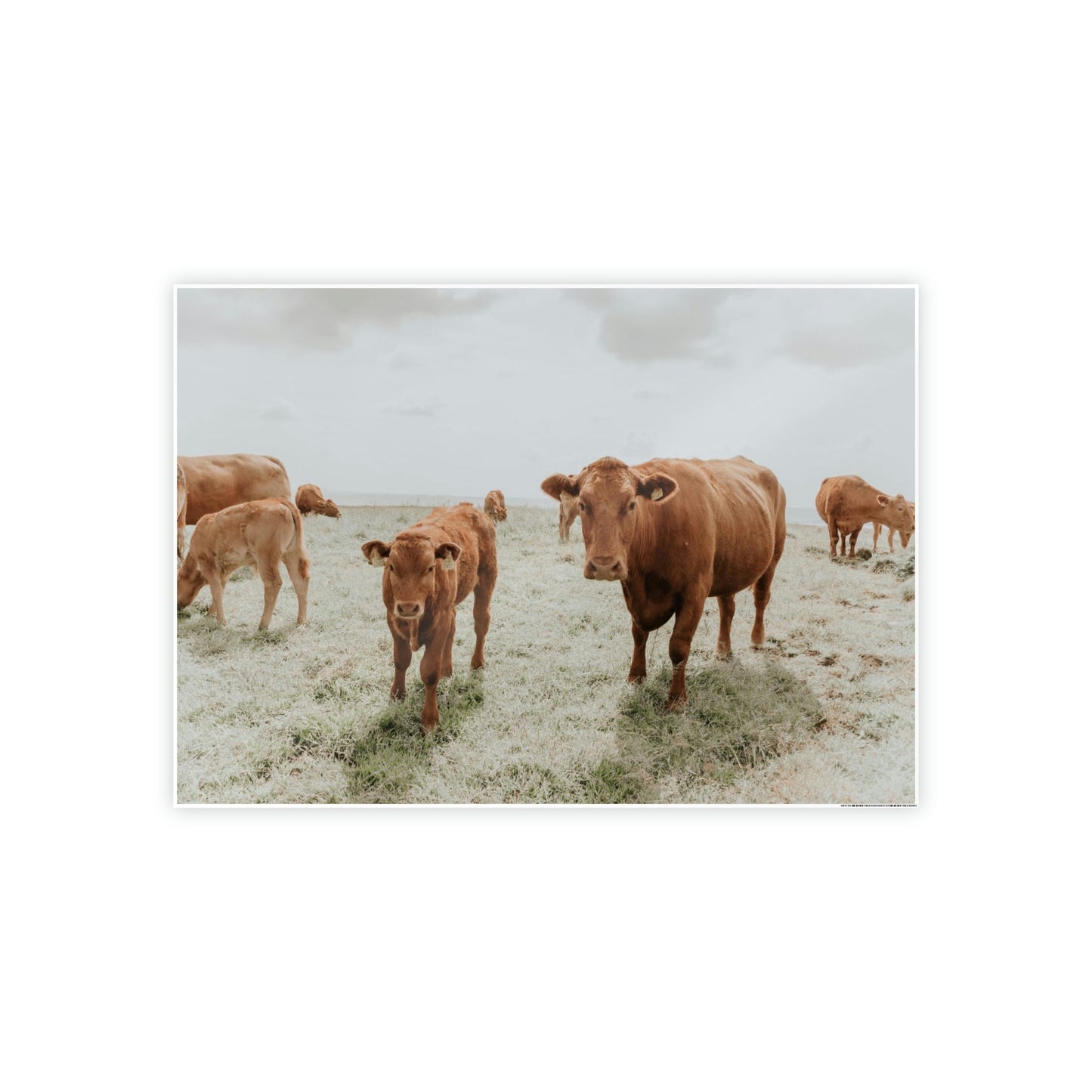 Peaceful Pasture: Framed Canvas & Posters Print of Cow Grazing