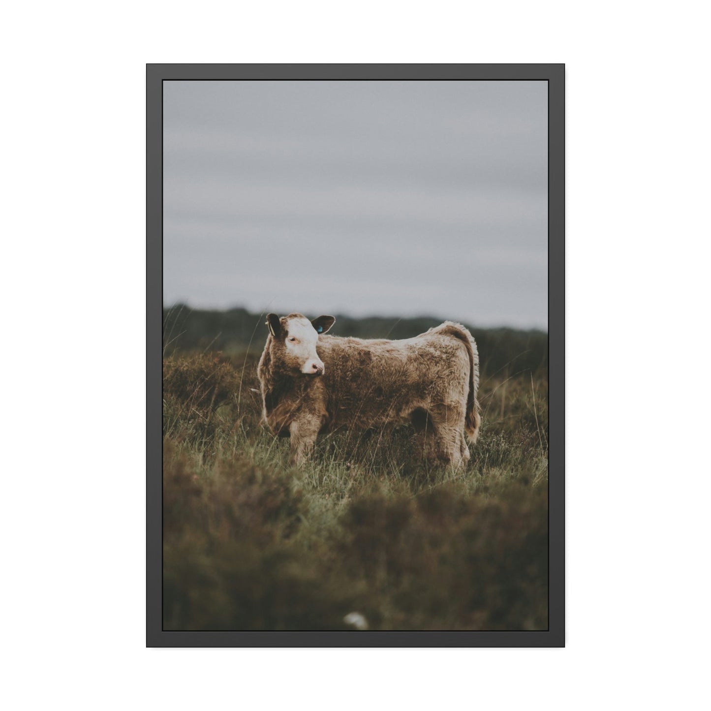 Cow Portrait: Wall Art Poster & Canvas of a Beautiful Bovine