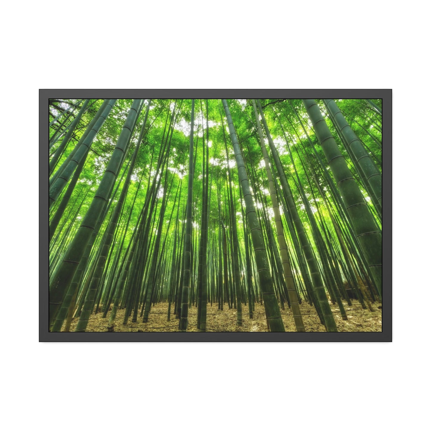 Enchanted Forest: Framed Canvas Wall Art of Trees