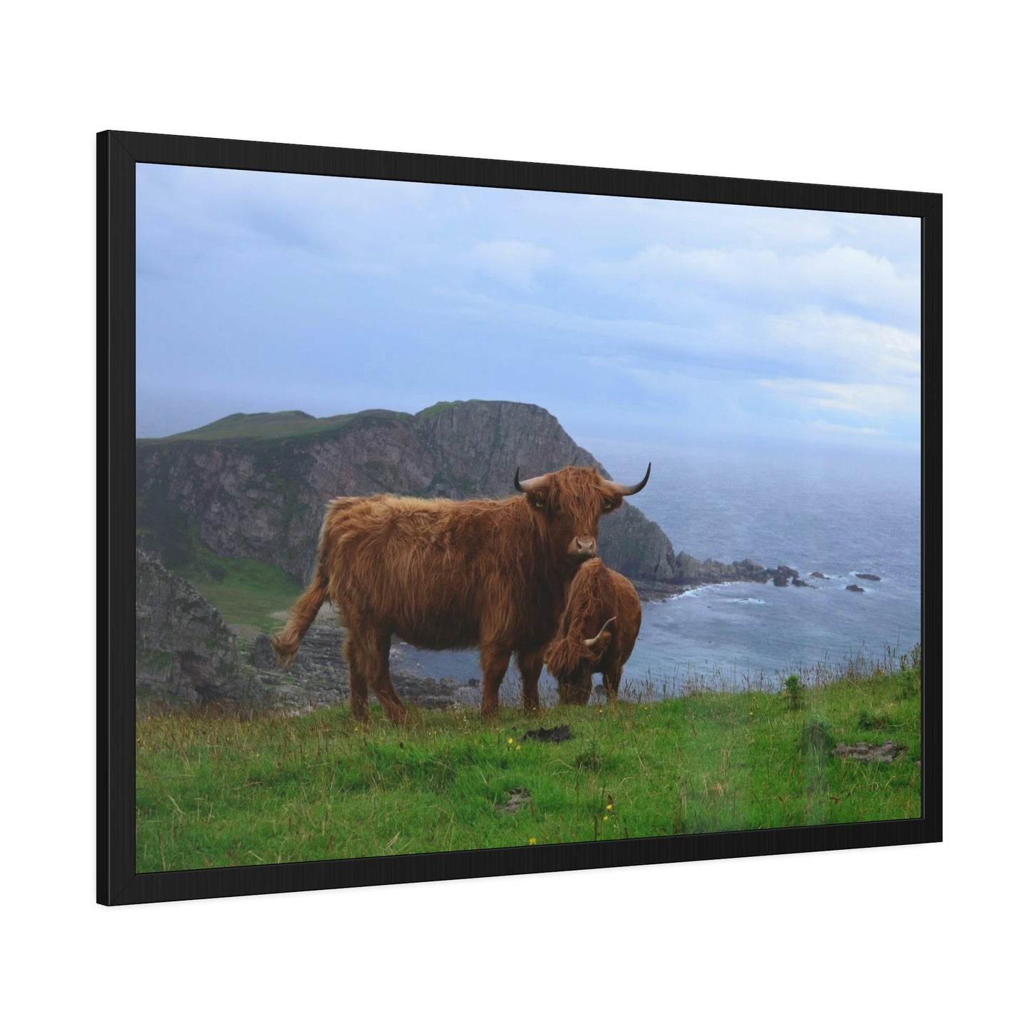 Highland Cow Portrait: Elegant Print on Natural Canvas