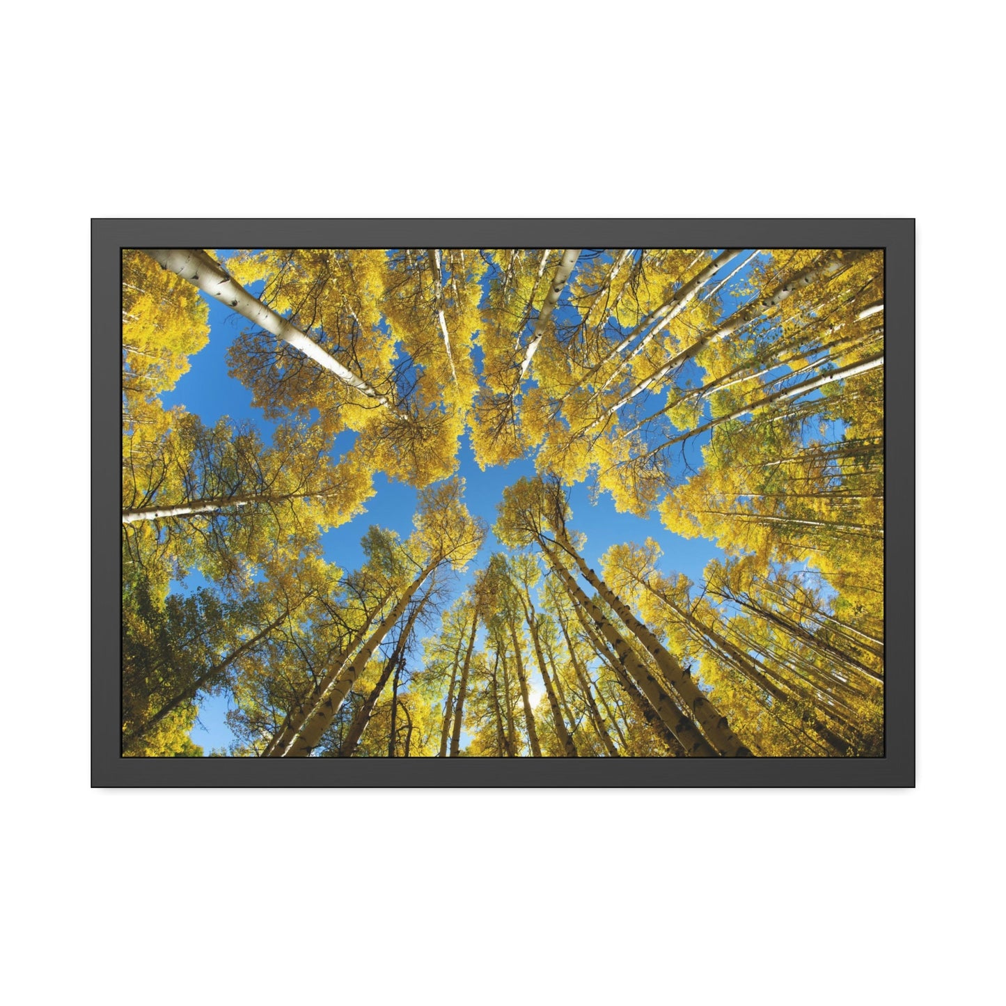 The Beauty of Nature: Rustic Framed Canvas Print of a Birch Tree Grove